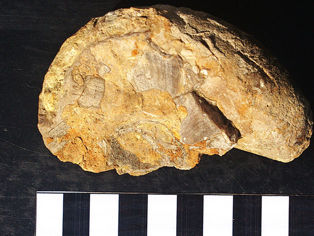 Fósil de Toucasia encontrado en Aliaga