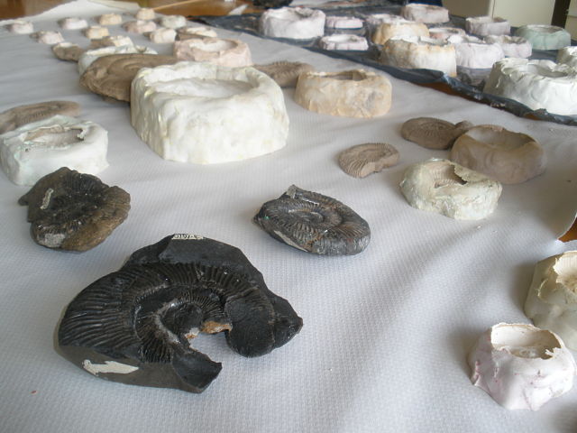 Comparativa de réplicas y fósiles