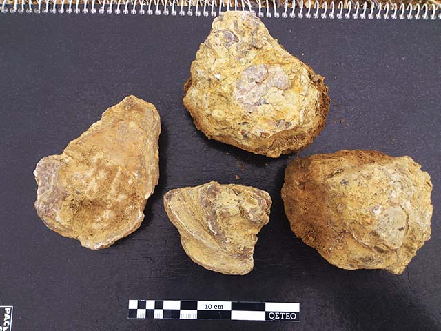 Ostreidos fósiles encontrados en Castel de Cabra