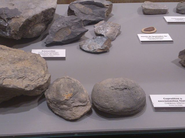 Fósiles Barranco Perdido