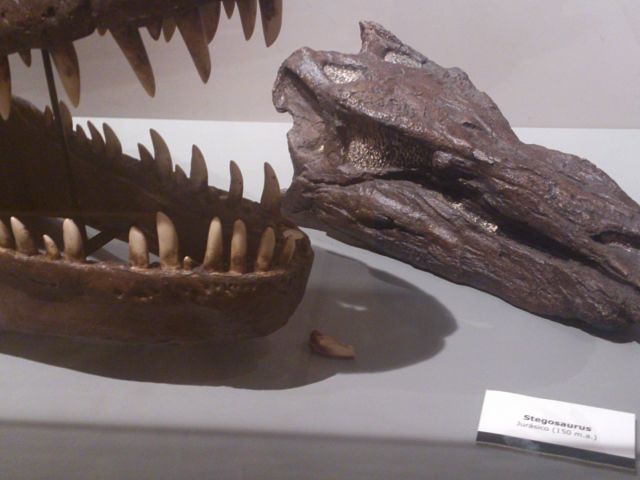 Dinosaurios Museo Cretácico
